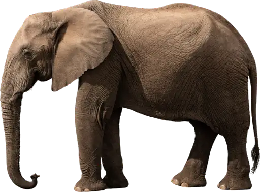 An African elephant